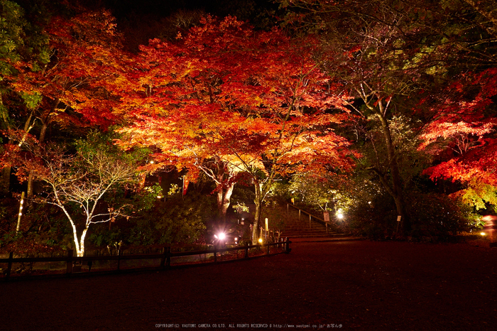 室生寺・紅葉(PB260148,12mm,F8,EM1)2014yaotomi_s.jpg