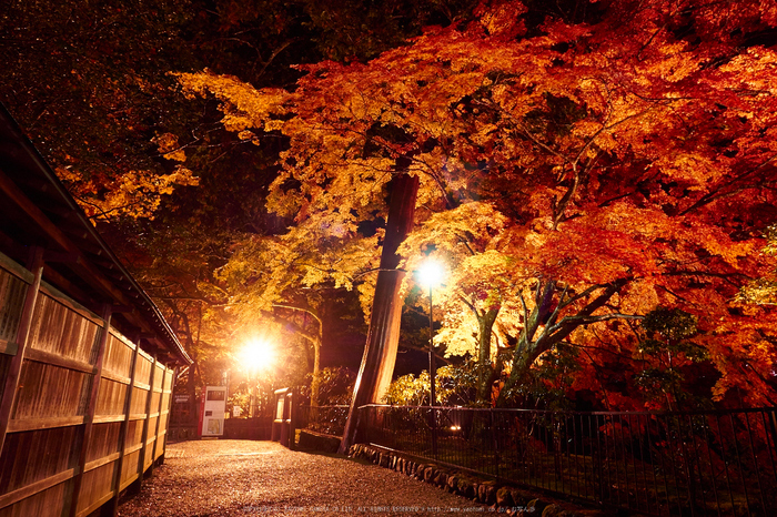 室生寺・紅葉(PB260158,12mm,F8,EM1)2014yaotomi_ (1) .jpg