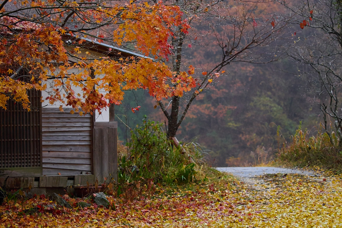 東吉野,紅葉(PB260430,64mm,F2.8,EM1)2014yaotomi_s.jpg