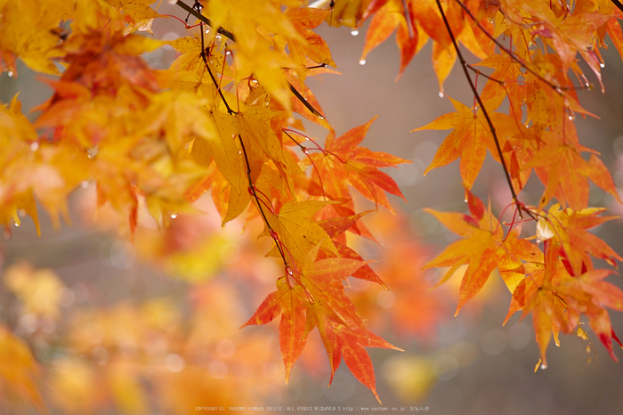 東吉野,紅葉(PB260435,150mm,F2.8,EM1)2014yaotomi_.jpg