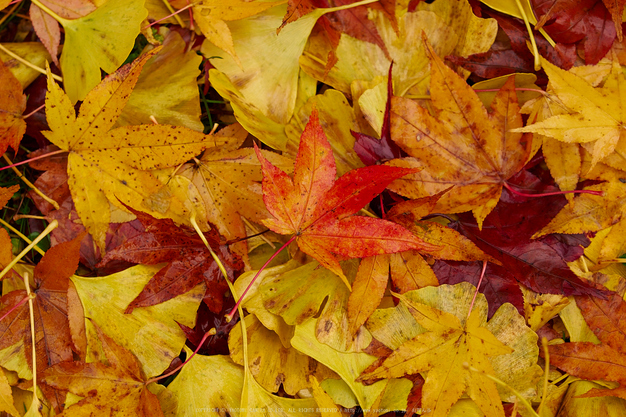 東吉野,紅葉(PB260439,85mm,F3.5,EM1)2014yaotomi_.jpg