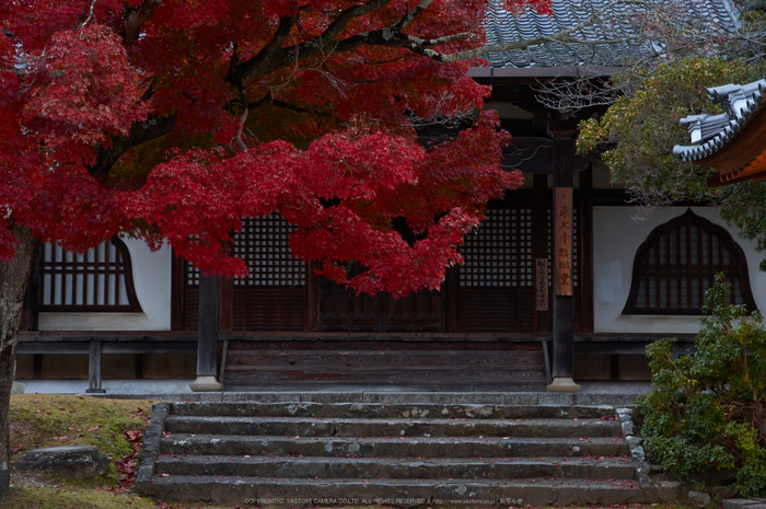 東大寺・紅葉(PK3_0220,60mm,F8,K3)2014yaotomi_.jpg