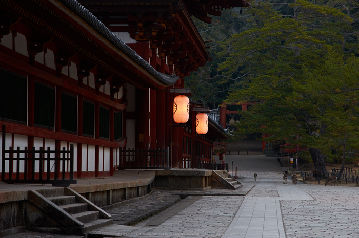 東大寺・紅葉(PK3_0223,85mm,F8,K3)2014yaotomi_.jpg