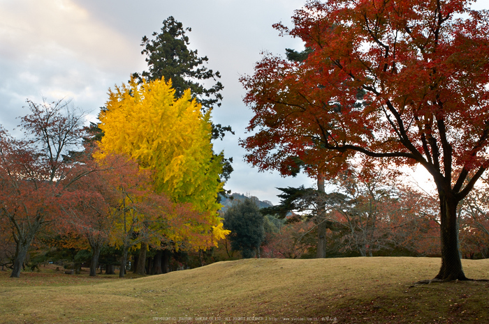 東大寺・紅葉(PK3_0234,28mm,F9,K3)2014yaotomi_.jpg