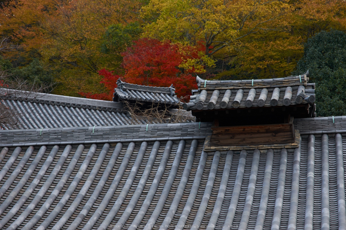 東大寺・紅葉(PK3_0258,85mm,F6.3,K3)2014yaotomi_.jpg