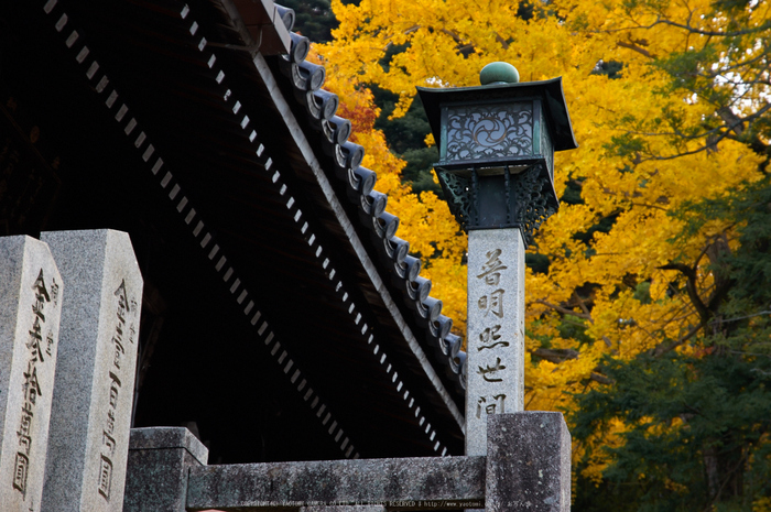 東大寺・紅葉(PK3_0280,85mm,F6.3,K3)2014yaotomi_.jpg