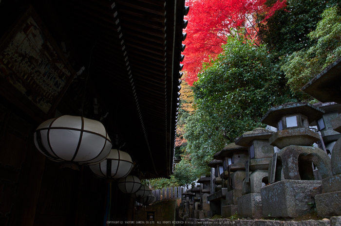 東大寺・紅葉(PK3_0287,16mm,F7.1,K3)2014yaotomi_.jpg