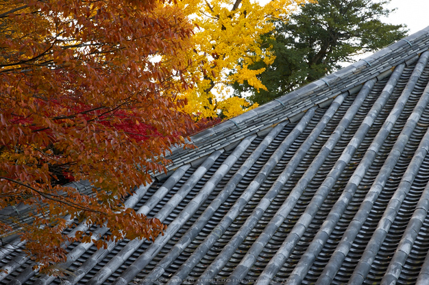 東大寺・紅葉(PK3_0293,60mm,F9,K3)2014yaotomi_.jpg