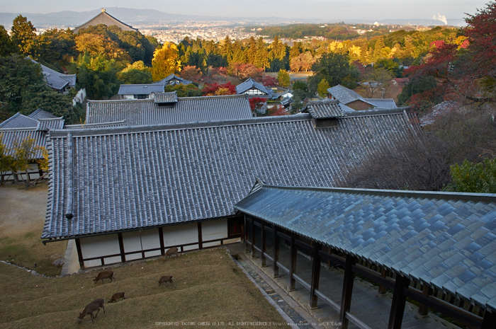 東大寺・紅葉(PK3_0315,18mm,F9,K3)2014yaotomi_.jpg