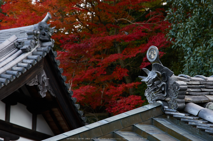 東大寺・紅葉(PK3_0322,85mm,F5.6,K3)2014yaotomi_.jpg