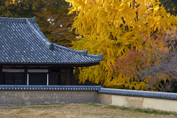 東大寺・紅葉(PK3_0335,68mm,F9,K3)2014yaotomi_.jpg