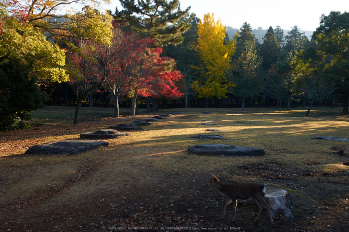 東大寺・紅葉(PK3_0356,28mm,F8,K3)2014yaotomi_.jpg