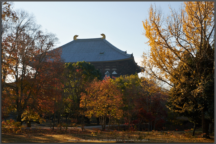 東大寺・紅葉(PK3_0372,Top)2014yaotomi_.jpg