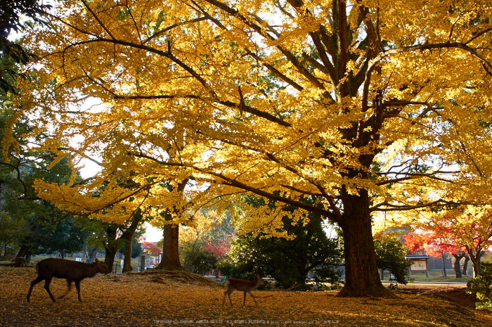 東大寺・紅葉(PK3_0401,23mm,F8,K3)2014yaotomi_.jpg