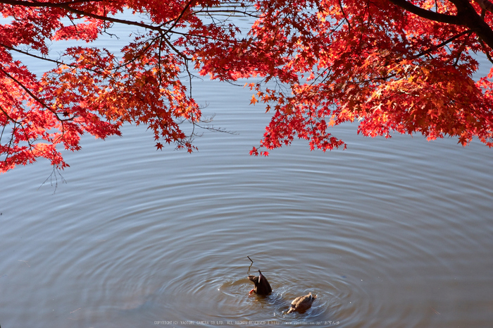 東大寺・紅葉(PK3_0465,60mm,F11,K3)2014yaotomi_.jpg