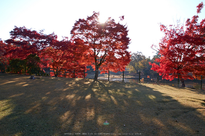 東大寺・紅葉(PK3_0492,16mm,F11,K3)2014yaotomi_.jpg