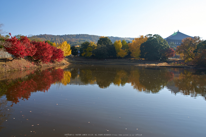 東大寺・紅葉(PK3_0497,16mm,F9,K3)2014yaotomi_.jpg