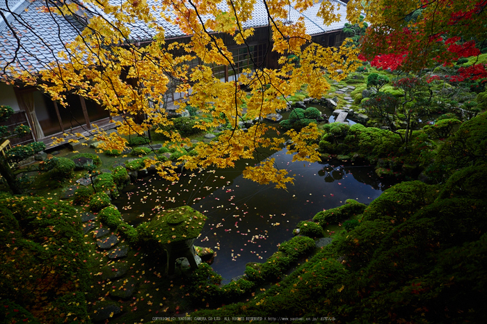 西南院・紅葉(PB290212,12mm,F2.8,EM1)2014yaotomi_.jpg