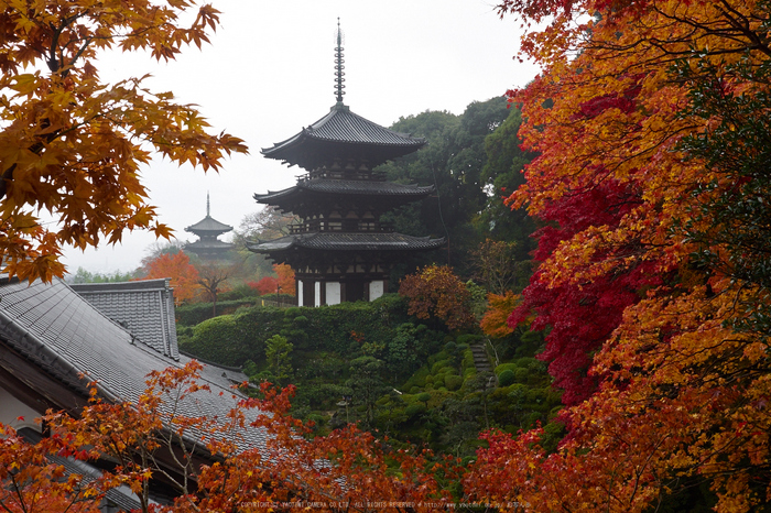 西南院・紅葉(PB290261,15mm,F8,EM1)2014yaotomi_.jpg