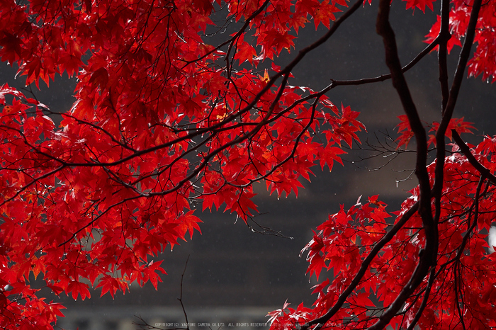 西南院・紅葉(PB290275,150mm,F3.2,EM1)2014yaotomi_.jpg