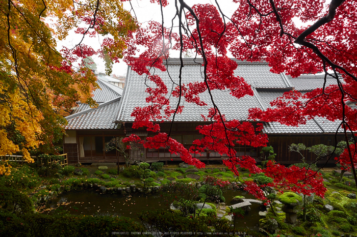 西南院・紅葉(PB290299,12mm,F7.1,EM1)2014yaotomi_.jpg