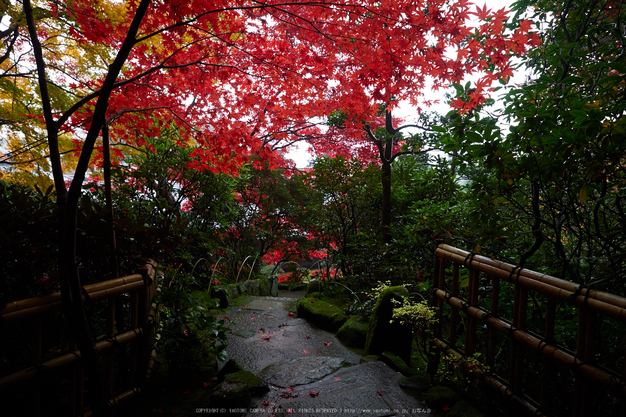 西南院・紅葉(PB290307,12mm,F2.8,EM1)2014yaotomi_.jpg