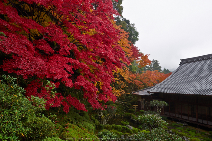 西南院・紅葉(PB290318,12mm,F8,EM1)2014yaotomi_.jpg