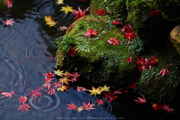 西南院・紅葉(PB290373,150mm,F3.5,EM1)2014yaotomi_.jpg