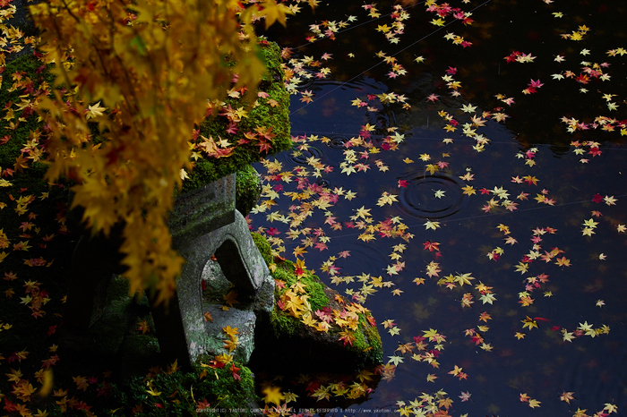 西南院・紅葉(PB290383,52mm,F3.2,EM1)2014yaotomi_.jpg