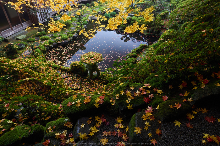 西南院・紅葉(PB290405,12mm,F8,EM1)2014yaotomi_.jpg