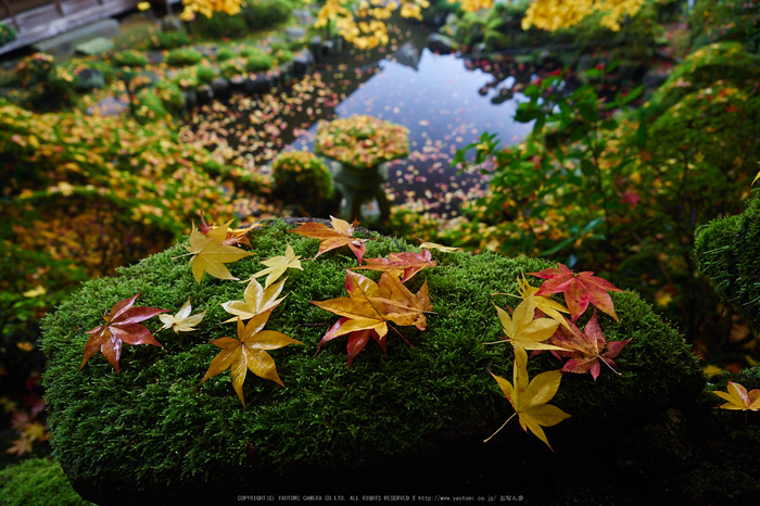 西南院・紅葉(PB290410,12mm,F3.2,EM1)2014yaotomi_.jpg