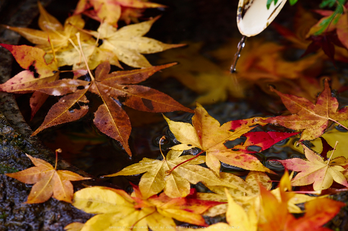 西南院・紅葉(PB290432,142mm,F4.5,EM1)2014yaotomi_.jpg