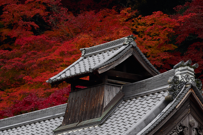 西南院・紅葉(PB290447,120mm,F4,EM1)2014yaotomi_.jpg