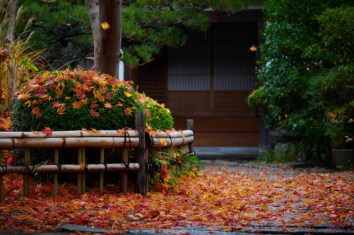 西南院・紅葉(PB290461,67mm,F3.2,EM1)2014yaotomi_.jpg