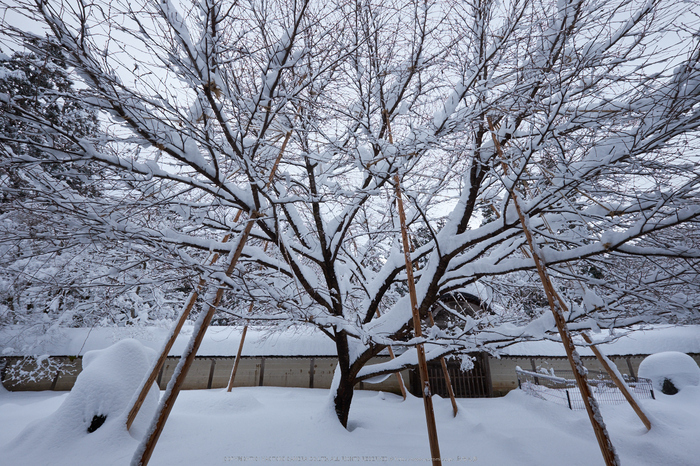 常照皇寺,雪景,初詣(DSCF9916,f-9,10 mm,XT1)2014yaotomi_.jpg