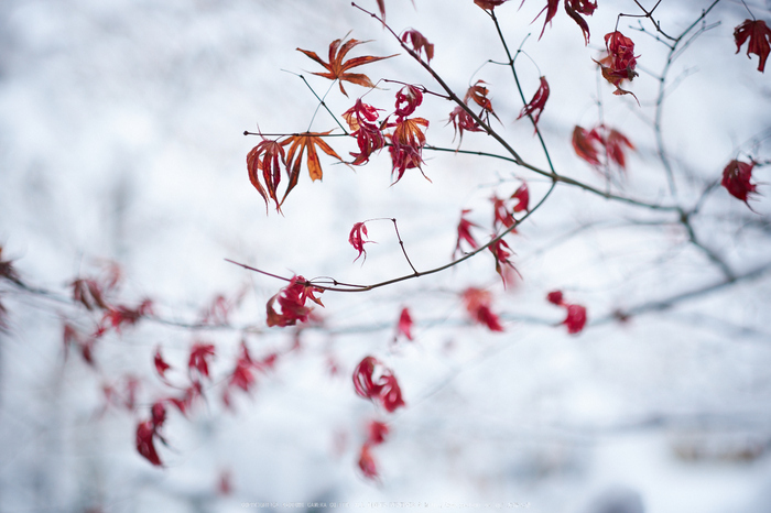 常照皇寺,雪景,初詣(DSCF9944,f-1.4,56 mm,XT1)2015yaotomi_.jpg