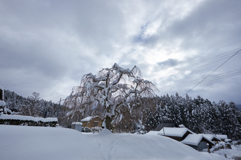 常照皇寺,雪景,初詣(DSCF9997,f-11,10 mm,XT1)2015yaotomi_.jpg