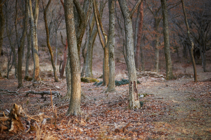 曽爾,屏風岩公苑,冬(DSC_4878,100 mm,f-2,Df)2015yaotomi_.jpg