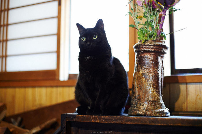 東吉野,月うさぎ(DSC_4757,50 mm,f-2,Df)2015yaotomi_.jpg