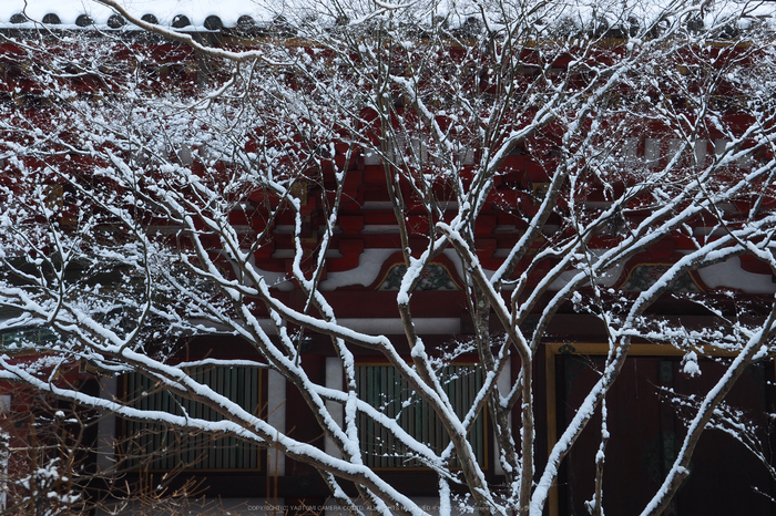 京都,神護寺,雪景(P2140372,36 mm,f-8,EM5II)2015yaotomi_ 1.jpg