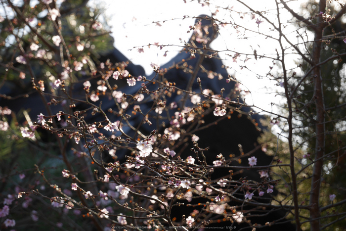 京都,萬福寺,冬(P1000112,83 mm,f-7.1,GF7)2015yaotomi_.jpg