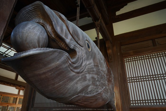 京都,萬福寺,冬(P1000190,12 mm,f-5.3,GF7)2015yaotomi_.jpg
