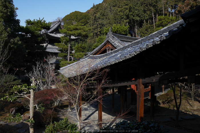 京都,萬福寺,冬(P1000232,17 mm,f-5.6,GF7)2015yaotomi_.jpg