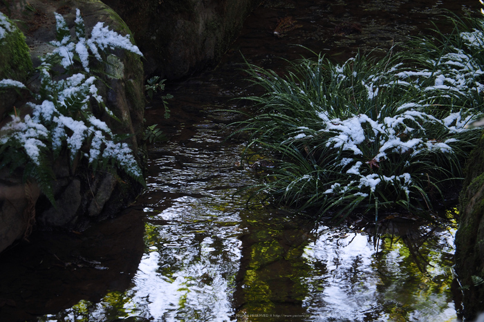 京都,龍安寺,雪景(P2140529,75 mm,f-6.3,EM5II)2015yaotomi_.jpg