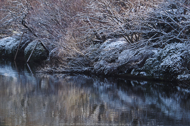 京都,龍安寺,雪景(P2140538,90 mm,f-8,EM5II)2015yaotomi_a.jpg