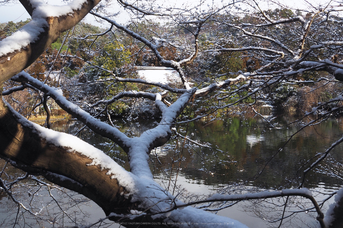 京都,龍安寺,雪景(P2140544,18 mm,f-8,EM5II)2015yaotomi_.jpg