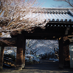 京都,龍安寺,雪景_2015yaotomi_01.jpg