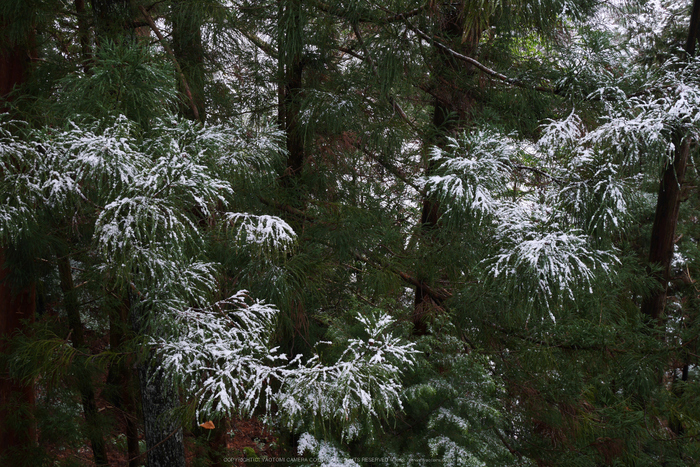 室生寺,雪景(P1000446,21 mm,f-8,GF7)2015yaotomi_.jpg