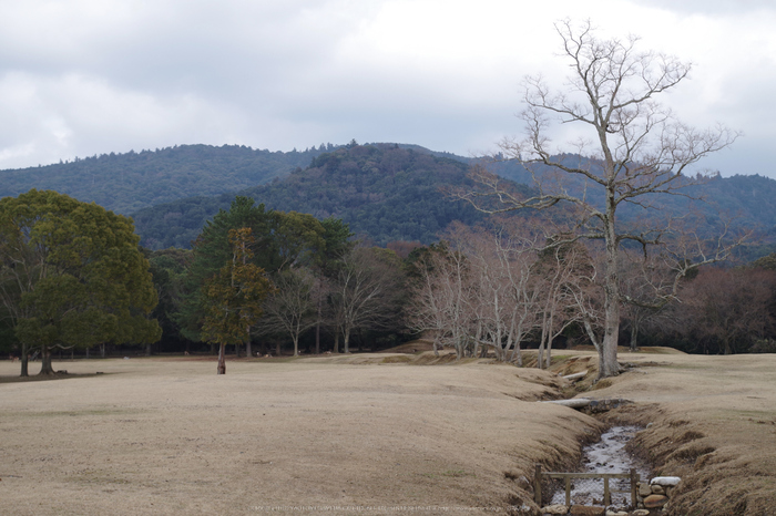 二月堂,修仁会(KS2_0551,39 mm,f-7.1)2015yaotomi_.jpg