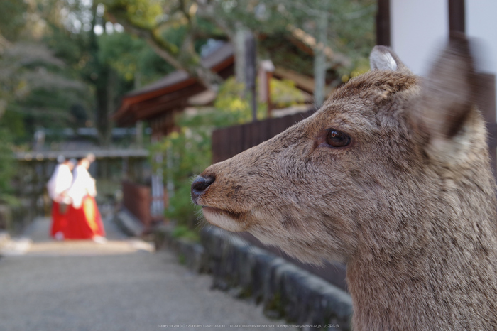 二月堂,修仁会(KS2_0647,50 mm,f-7.1)2015yaotomi_.jpg